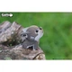 Пазл Eugy 3D Зоопарк Вовк (XEG-040) Eugy XEG-040 1026084 - зображення 8