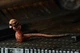 Фигурка Чужой Alien Ultimate 40th Anniversary Big Chap Neca - изображение 3