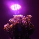 Фітолампа для рослин LED (8 Вт, E27) | Лампа повного спектра для розсади та кімнатних квітів - зображення 4
