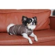 Жилет Pet Fashion Hardy для собак утеплений водонепроникний з отвором для повідця бежевий розмір S 4823082437528 - зображення 4