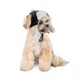 Шапка Bubo Pet Fashion для собак розмір ХS чорна 4823082442393 - зображення 2