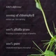 Хлорофіл Kiki Health Liquid Chlorophyll 250 мл (5060018515021) - зображення 2