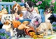 Пазл Trefl: Dogs in the Garden / Собаки в саду (1000 елементів) — 10556 - зображення 2