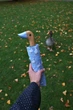 Женский зонт Fulton L926 Curio-2 UV Duck (Утка) - изображение 10