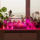 Потужний 38 Вт LED Фіто-Світильник біколор спектру ML38 Violet для вирощування рослин, розсади, квітів на регульованій стійці - изображение 3