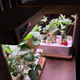 Гидропонная система для дома и офиса / для выращивания зелени и салата Eco Grower 2 8 корзин, 24Вт, 3 л - изображение 5