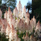 Тиарелла сердцелистная Pink Skyrocket (Tiarella cordifolia „Pink Skyrocket“) — декоративный многолетник для тени Р9 - изображение 2