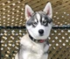Ошейник для собак EzyDog Neo Classic Green Camo XSmall 30-33 см - изображение 2
