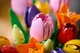 Конструктор LEGO Botanicals Букет тюльпанів 576 деталей (11501) - зображення 10