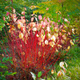 Дерен белый «Сибирика» (Cornus alba „Sibirica“) С3 — ярко-красные побеги, декоративный кустарник - изображение 3