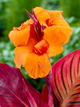 Канна Durban - изображение 1