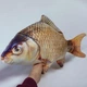 Игрушка мягкая Карась золотой 50 см, реалистичная рыба, детская плюшевая игрушка сувенир - изображение 5