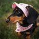 Панама для собак Hat-Dog M - рожевий - изображение 4