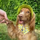 Панама для собак Hat-Dog S - лаймовий - изображение 5