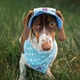 Панама для собак Hat-Dog S - блакитний - изображение 4
