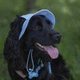 Панама для собак Hat-Dog M - блакитний - изображение 5