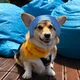 Панама для собак Hat-Dog M - блакитний - изображение 7