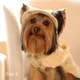 Панама для собак Hat-Dog Ананас L - бежевий - изображение 4