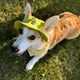 Панама для собак Hat-Dog XL - лаймовий - изображение 4