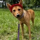 Панама для собак Hat-Dog M - червоний - изображение 7