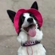 Панама для собак Hat-Dog S - малиновий - изображение 6