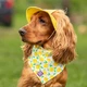 Панама для собак Hat-Dog XL - жовтий - изображение 5