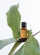 Ефірна олія Петітгрейн DoTerra Petitgrain,15 мл - зображення 2