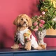 Pet Fashion Соломія сорочка для собак S - изображение 5