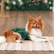 Pet Fashion Kale борцівка для собак XS - изображение 4