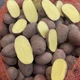 Насіннєва картопля Алюетт 1 кг, 80-90 днів 2 репродукція - изображение 3