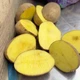 Насіннєва картопля Сорая 1 кг, 90-110 днів 2 репродукція - зображення 4