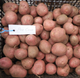 Насіннєва картопля Ред Соня 1 кг, 50-70 днів 2 репродукція - изображение 3