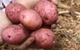 Насіннєва картопля Ред Соня 1 кг, 50-70 днів 2 репродукція - изображение 6