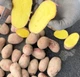 Насіннєва картопля Лаура 1 кг, 70-80 днів 2 репродукція - изображение 4