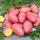 Насіннєва картопля Лаура 1 кг, 70-80 днів 2 репродукція - изображение 6
