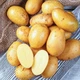 Насіннєва картопля Королева Анна 1 кг, 70-90 днів 2 репродукція - изображение 6
