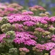 Деревій гібридний 'Pretty Belinda'. Контейнер 1,5л - зображення 3