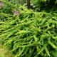 Барбарис Тунберга Green Carpet (Грін Карпет) С3 — декоративний ґрунтопокривний кущ - зображення 3