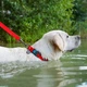 Водостойкий поводок для собак WAUDOG WATERPROOF, карабин из высокопрочного алюминиевого сплава 183 см 15 мм Красный (27353) - изображение 8