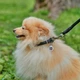 Круглый ошейник WAUDOG Soft для длинношерстных собак 10 мм 33-41 см Черный (00391) - изображение 5