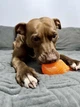 Игрушка для собак WAUDOG Fun Durable Окорок, термопластичная резина, 190 мм, оранжевый - изображение 6