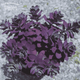 Очиток (Sedum) Sunsparkler Plum Dazzled Stonecrop - изображение 1