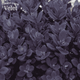 Очиток (Sedum) Sunsparkler Plum Dazzled Stonecrop - изображение 3