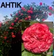 Саженец плетистой розы Антик двухцветной (кремово-розовой) - изображение 2