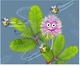 Экспериментальный набор Kosmos Mimosa Garden KM617509 (4002051617509) - изображение 5