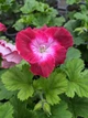Королевская пеларгония Melva Dark Red, саженец в 100-граммовом стаканчике - изображение 4