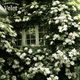 Гортензия плетистая Петиоларис. (Hydrangea anomala Petiolaris) С7,5 высота 80-90см - изображение 1