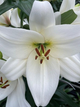 Лілія Volvic - зображення 2
