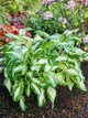 Хоста Undulata Mediovariegata - изображение 1