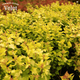Пухироплідник калинолистий Dart’s Gold (Physocarpus opulifolius Dart’s Gold) С2 - зображення 3